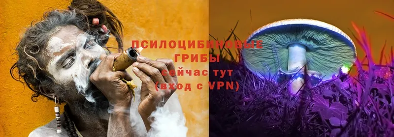 купить   Вышний Волочёк  Псилоцибиновые грибы мицелий 